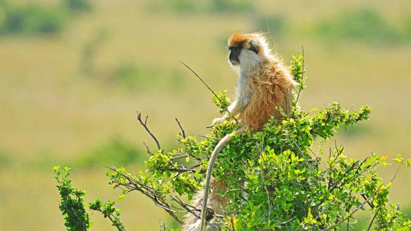 10-Day Uganda Best Safari Tour