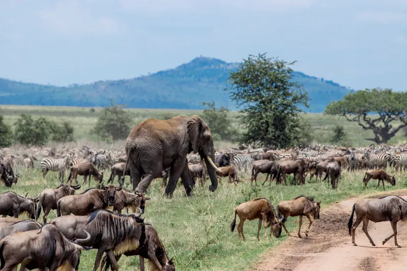 6 - Day Migration Tour Serengeti Migration , Ngorongoro and Tarangire Midrange accommodation