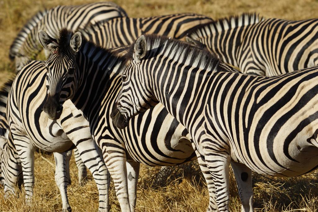 3 Days / 2 Nights Maun - Okavango Delta - Maun