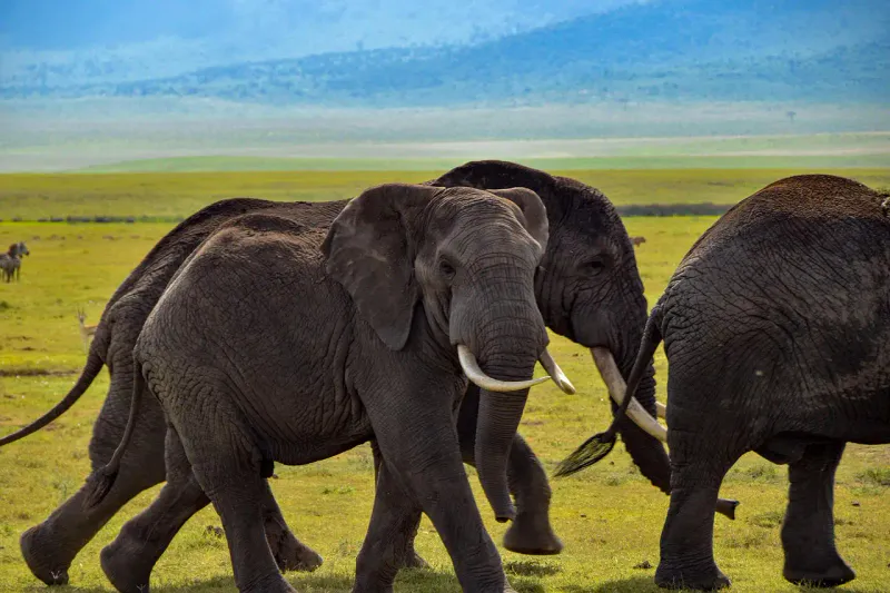 10-Day Kenya and Tanzania Mid-Range Safari