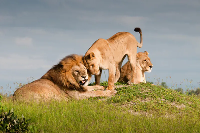 7-Day - Safari - Botswana + Victoria Falls