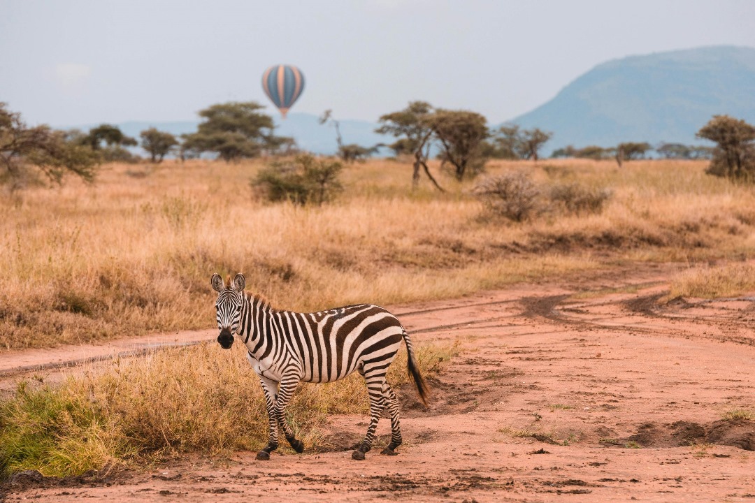 2-Day Trip from Zanzibar to Serengeti & Ngorongoro