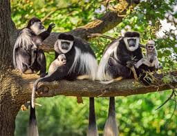 Day Trip To Arusha National Park