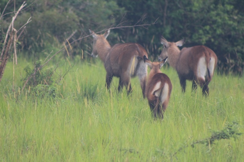 10-Day Uganda Gorilla Trekking and Tanzania Wildlife Tour