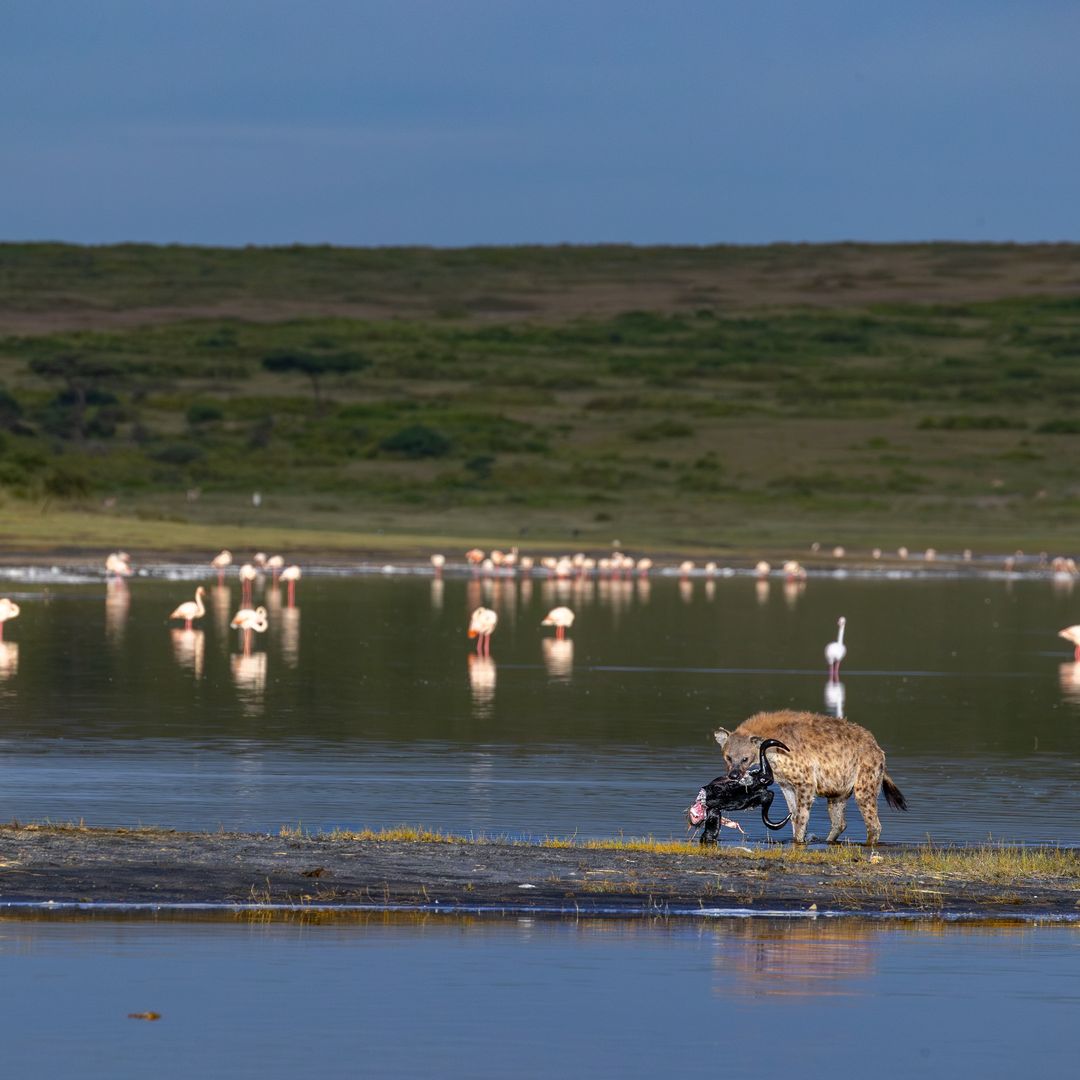 6-Day Ndutu Calving season Serengeti Migration Tanzania Safari (December To April) - Furaha Tours & Safaris - Safarigo