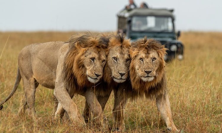 5 Days Wildlife Safari