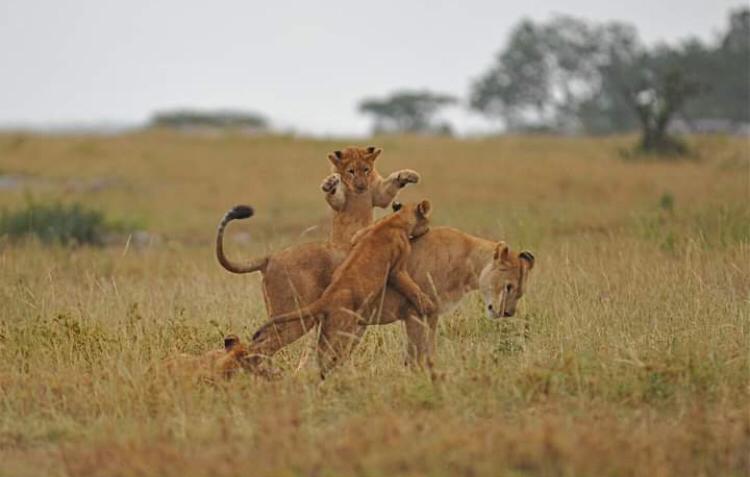 6 Days Best Luxury Tanzania Safari