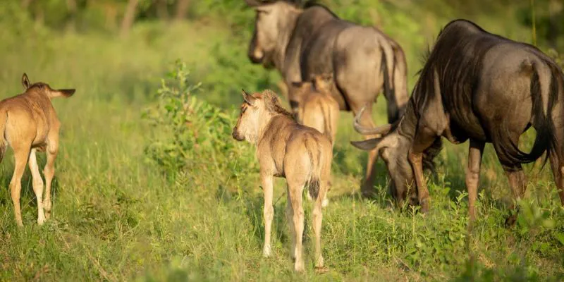 7-Day Unforgettable Great Migration - Ndutu Calving Safari