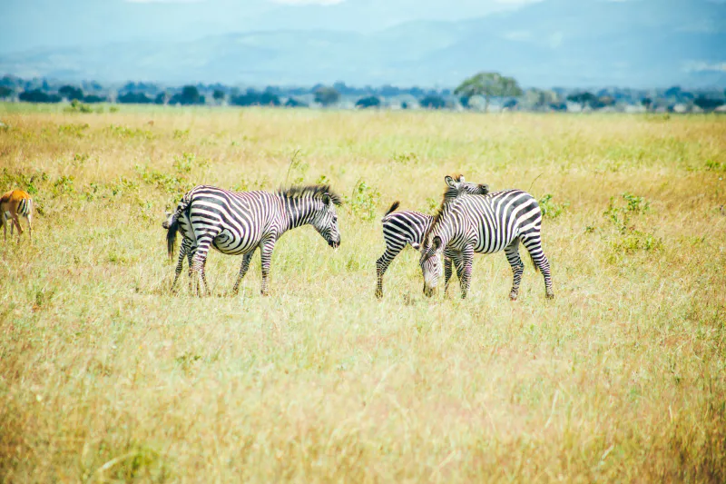 7 Days Fly in Big Cats Tracking Safari Adventure