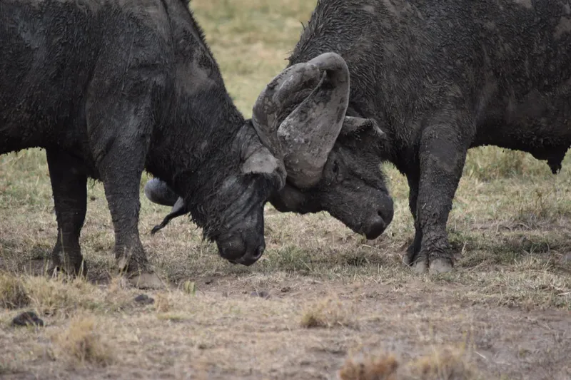 4 Days Tsavo East, Tsavo West & Amboseli Safari – The Ultimate Kenya Wilderness Experience