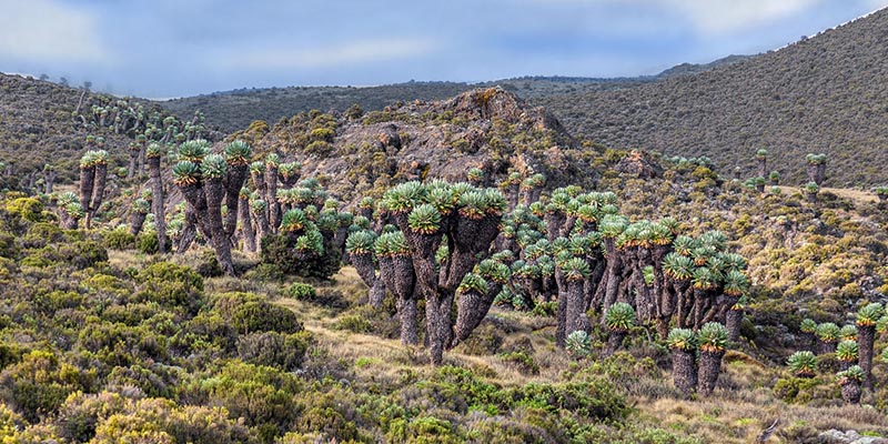 8 Days Kilimanjaro Climbing Lemosho Route