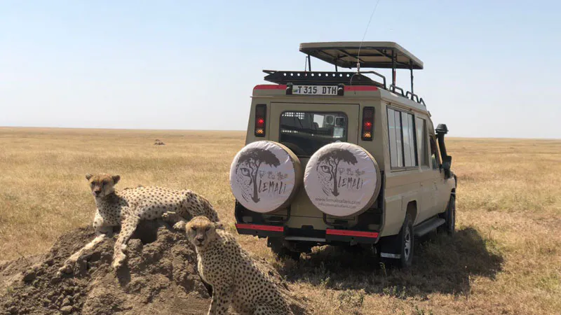 7-days Serengeti migration Luxury safari (Special from July to October)