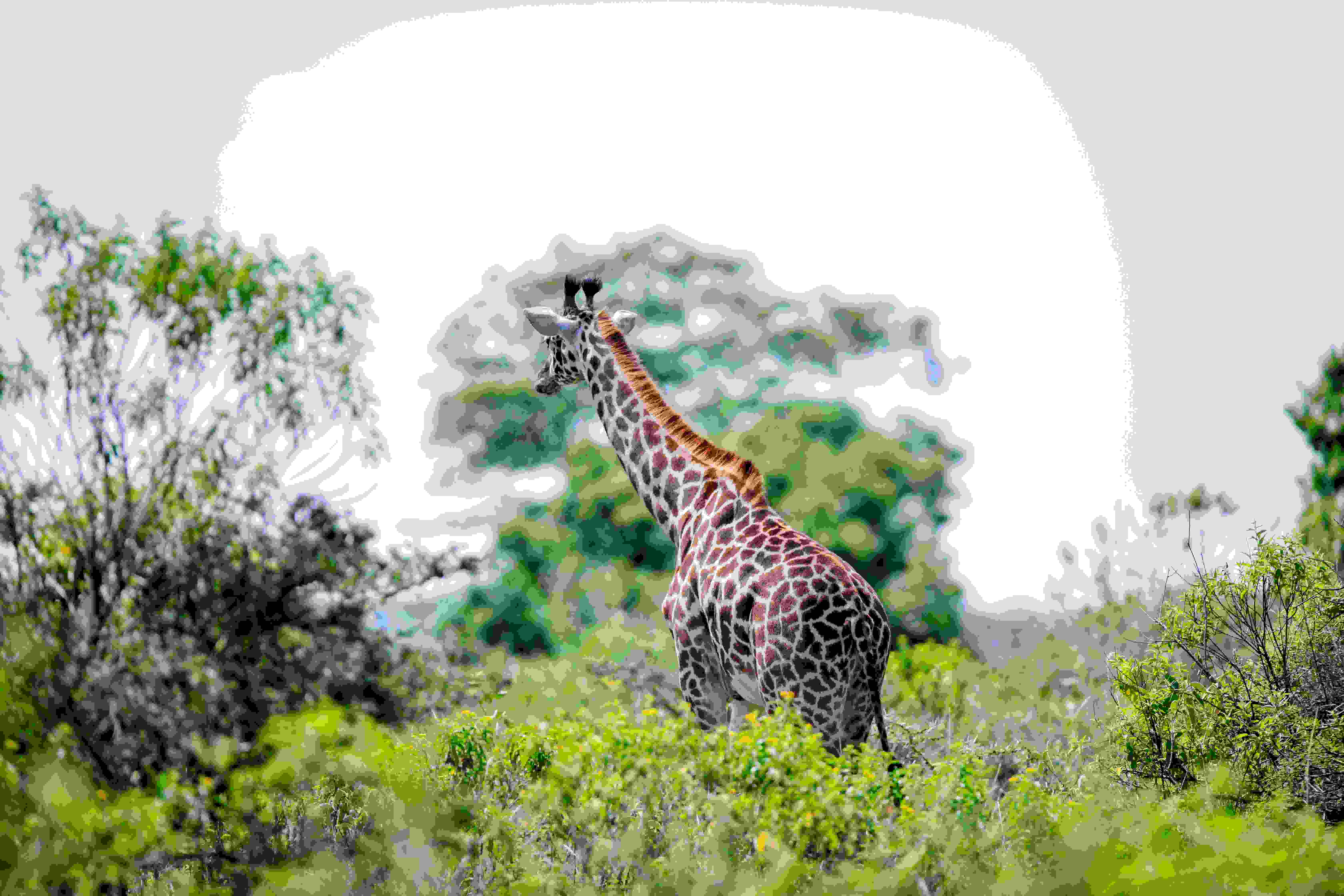 6-Days Luxury Tanzania Safari