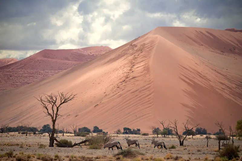 11- Days Windhoek to Sossusvlei,Swakopmund, Damara land and Etosha National Park