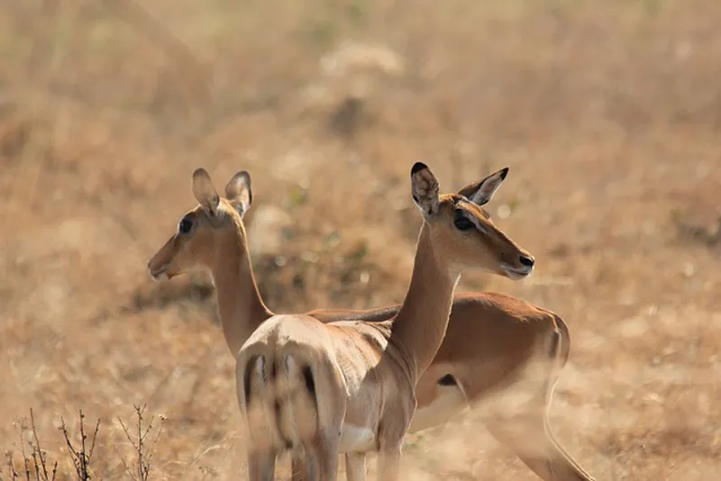4-Day Tarangire ，Serengeti，Ngorongoro，Safari