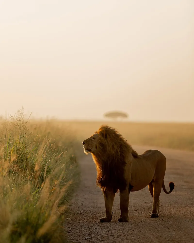 6-days safari wildbeest calving adventure December to March