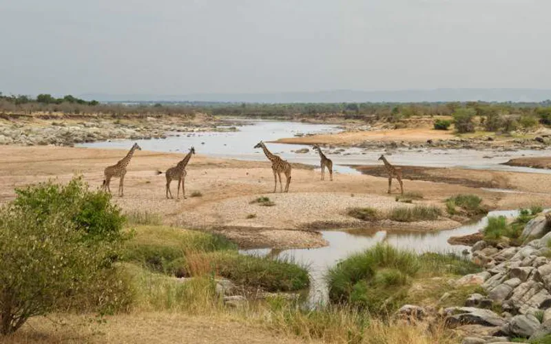 4-Day Wings over the Wild' Fly in Luxury Tanzania Safari