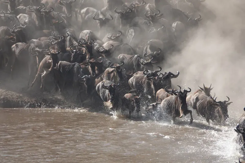 6-Day Fly-in Great Migration Safari from Zanzibar