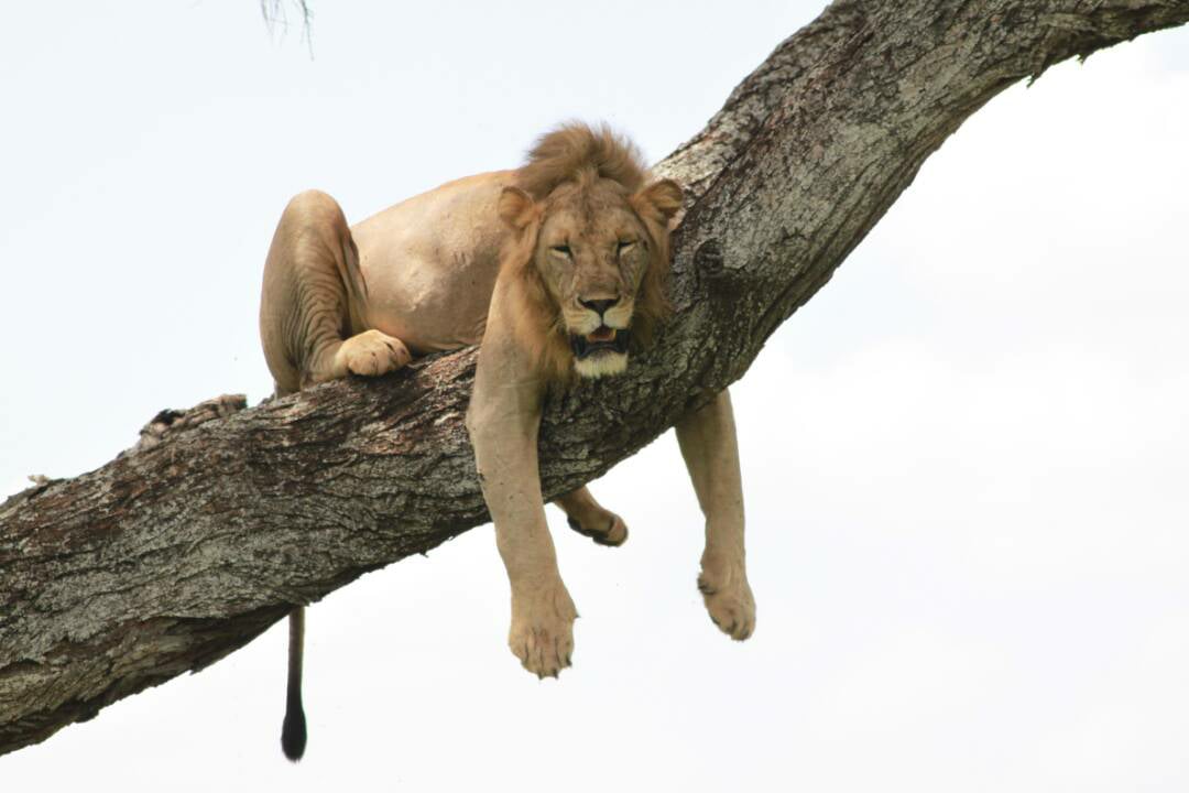 3 Days Tarangire National Park and Lake Manyara National Park
