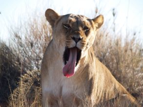 5-Day Etosha National Park.