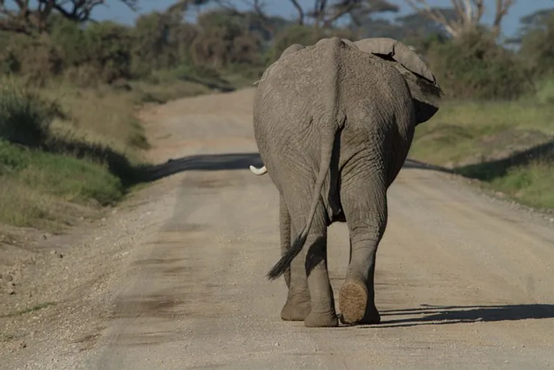 1-Day Nyerere National Park Memorable Tour