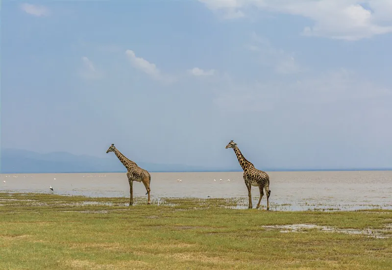 3-Day Group Tour to the Parks Close to Arusha