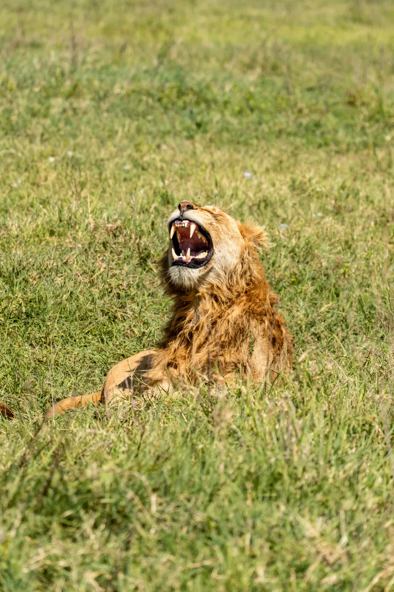 5-Day Fly-In Serengeti & Ngorongoro Private Luxury Lodge Safari