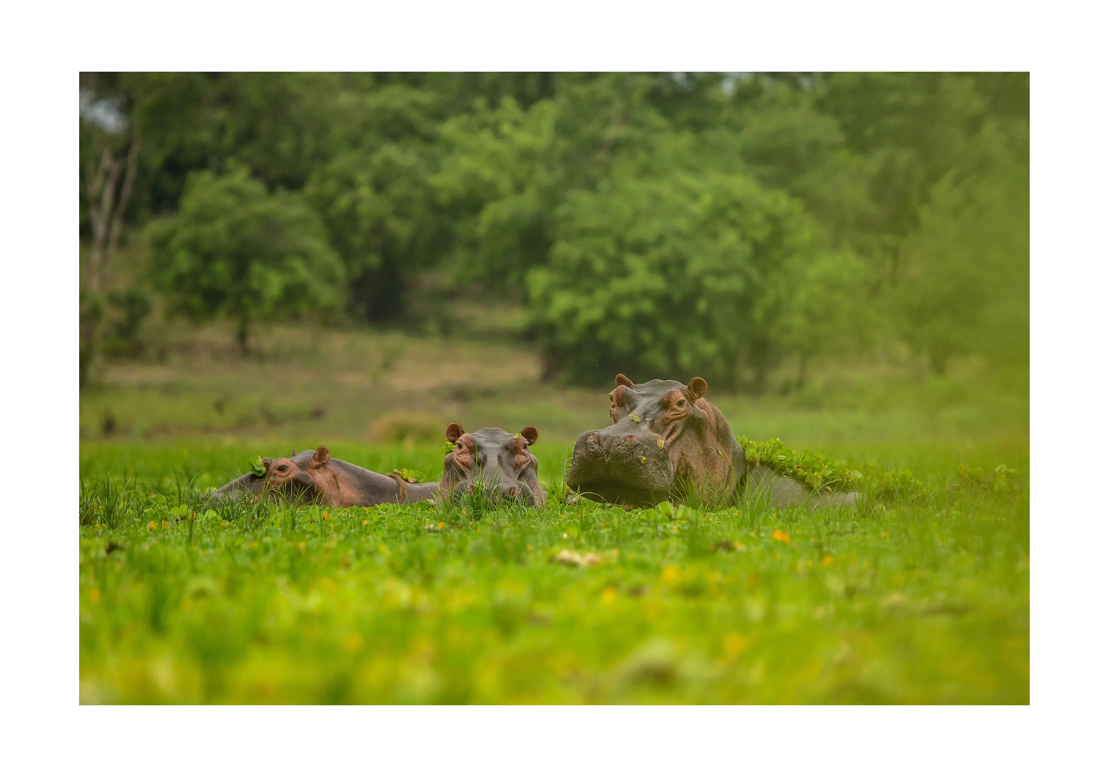 7-Day Exclusive Family Safari