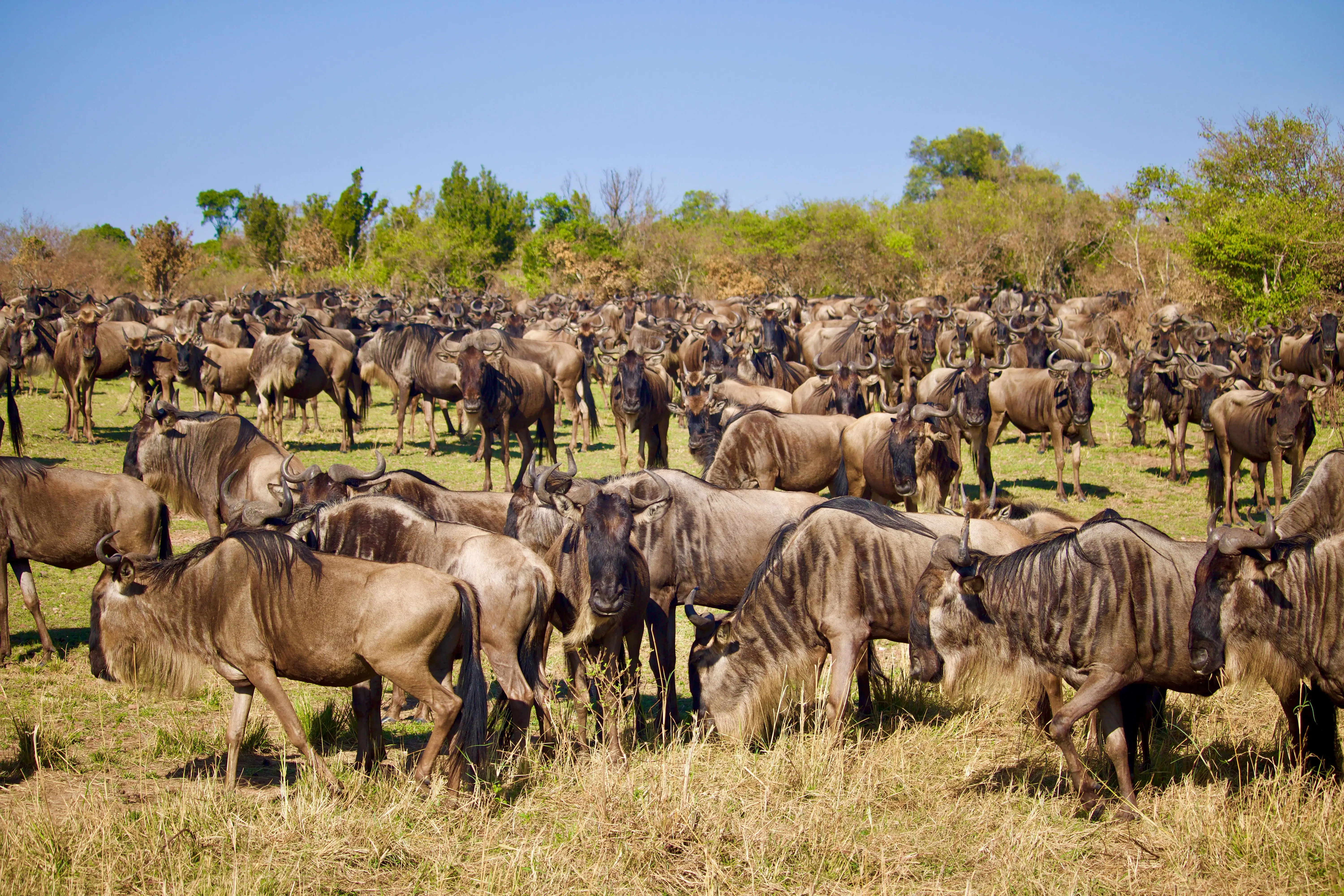 6 Days Northern Serengeti & Mara River Crossing Safari Witness the Greatest Wildlife Spectacle on Earth