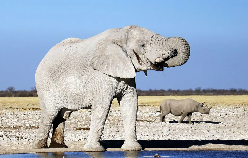 5- Day Sossusvlei and Etosha Tour