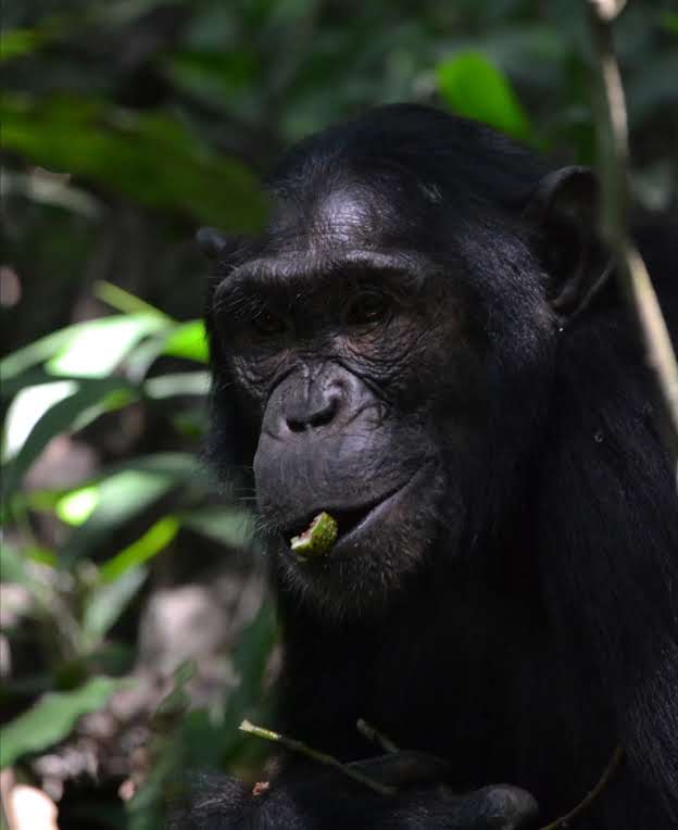 7-DAY PRIMATES AND SAFARI EXPEREINCE