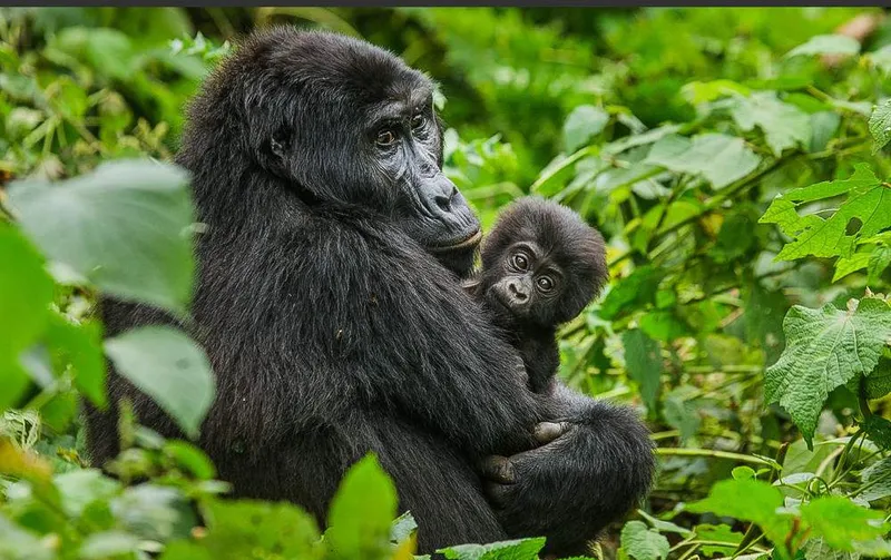 10-Day Uganda Adrenaline Safari
