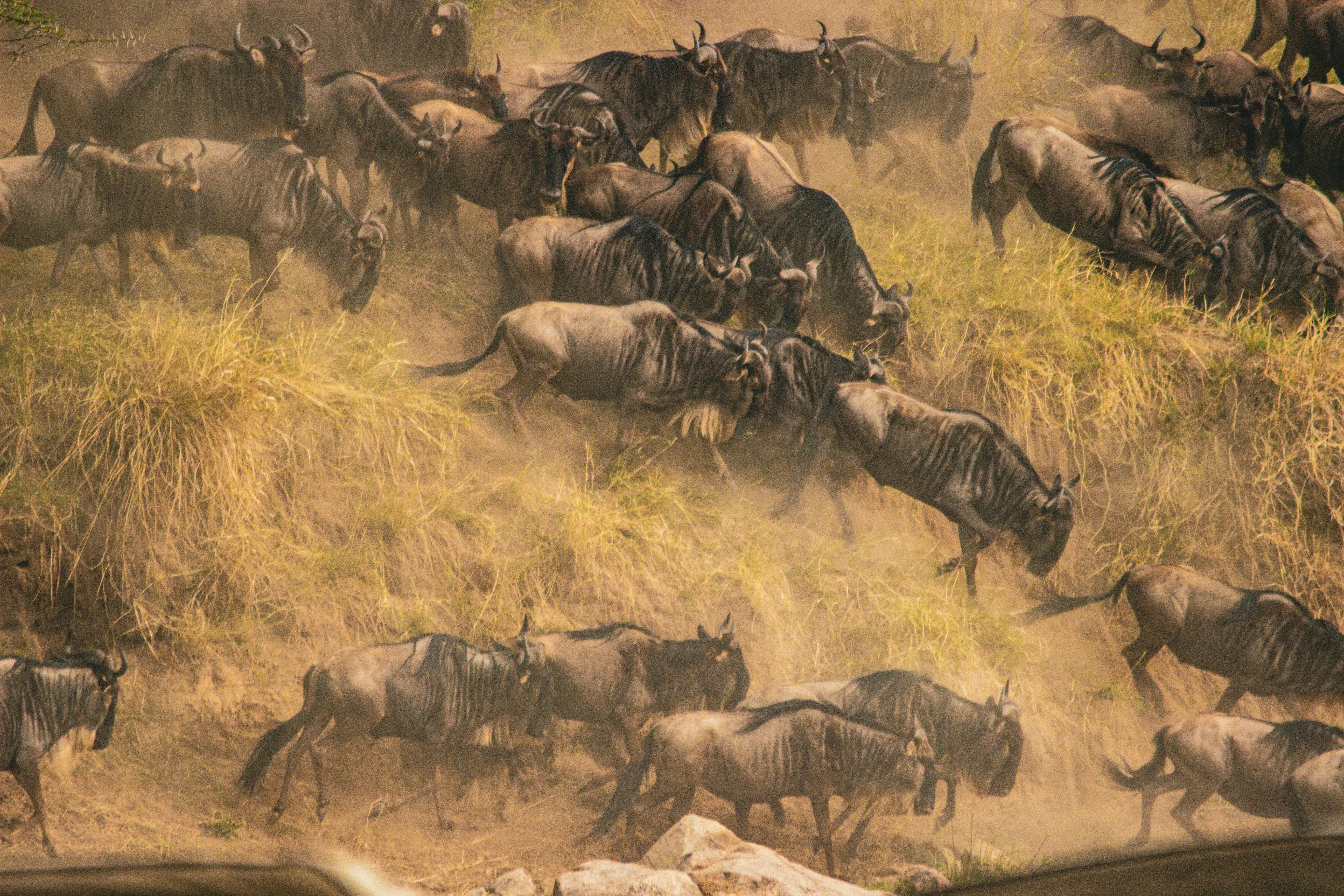 2-Day Fly-in Big Five Safari
