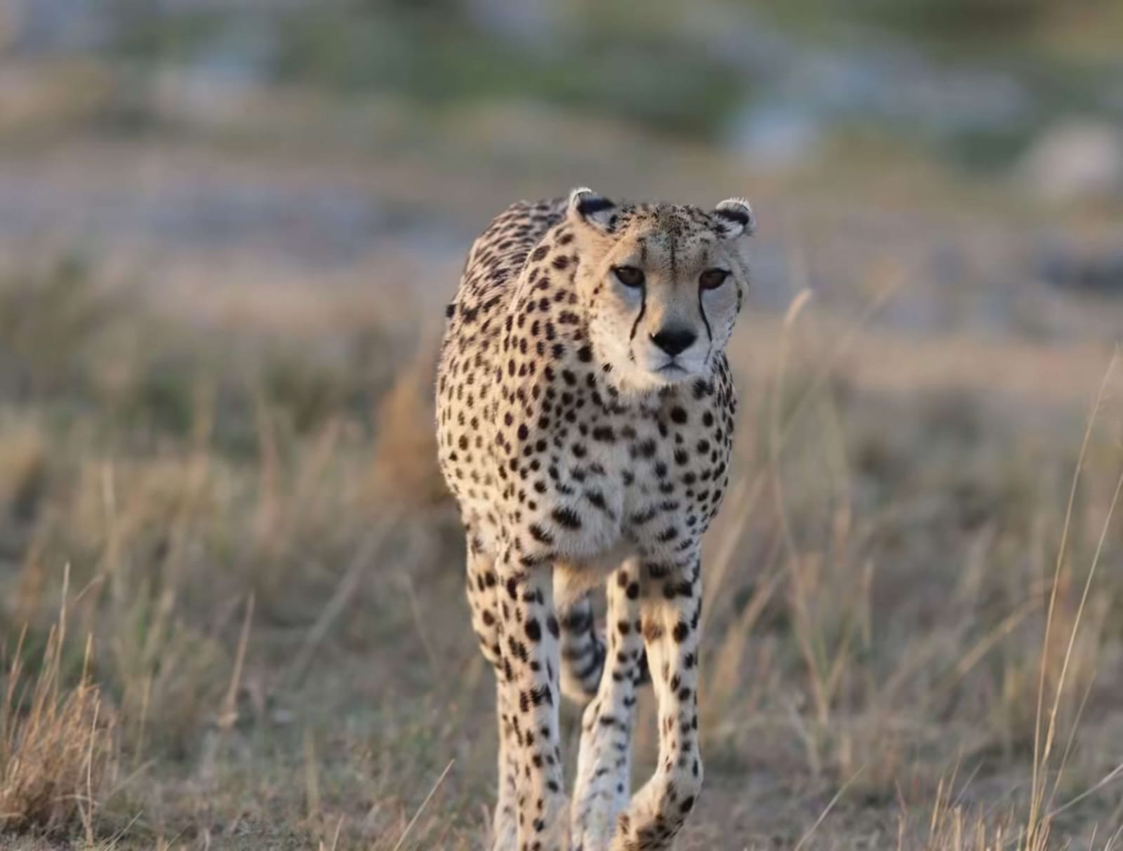 4 Day Masai Mara and Lake Nakuru
