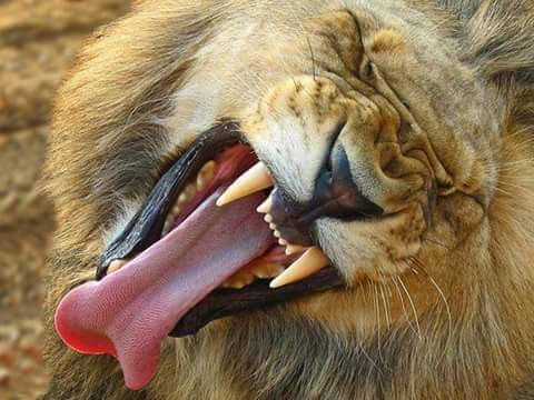 Day Trip - Tarangire National Park from Arusha