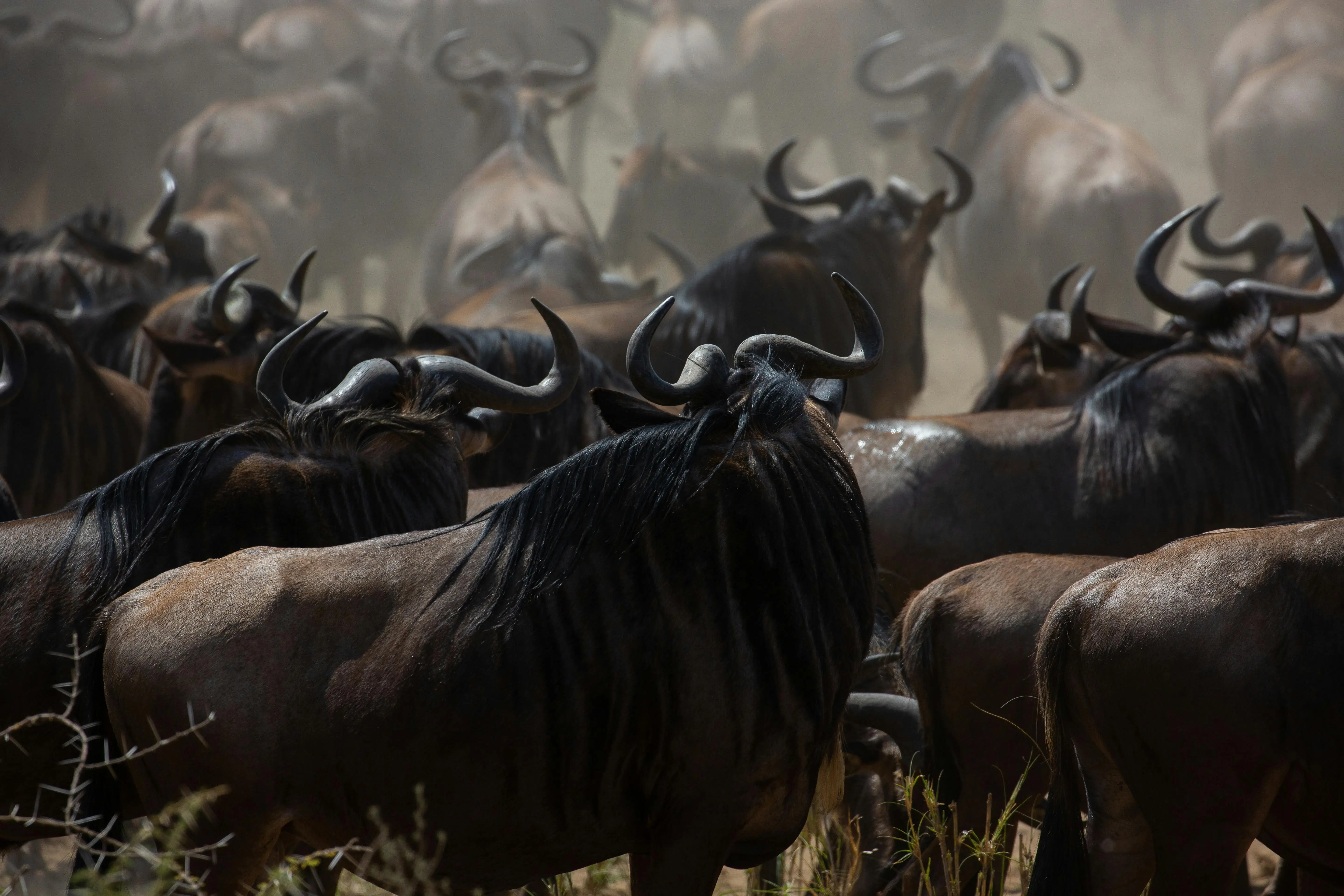 5-Day Ndutu Calving Season & Big Five Safari (Tarangire, Serengeti & Ngorongoro)
