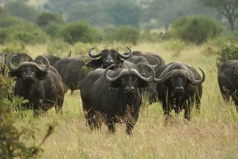 7-Day Mid-Range Tarangire, Serengeti & Ngorongoro Crater