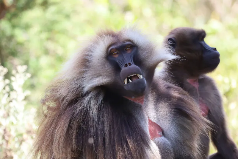History, Nature & Wildlife Safari