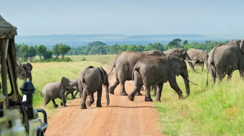 3 day Nyerere wildlife Adventure