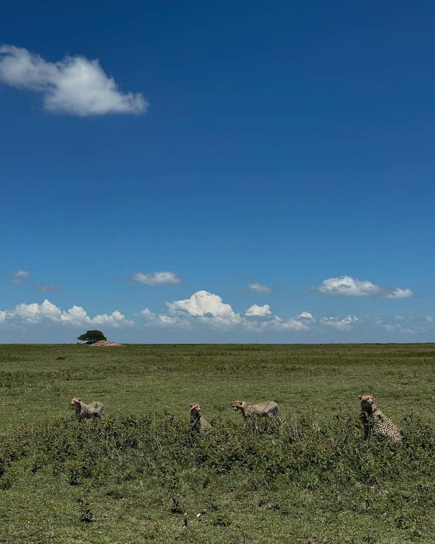 5 Days Wildlife Safari