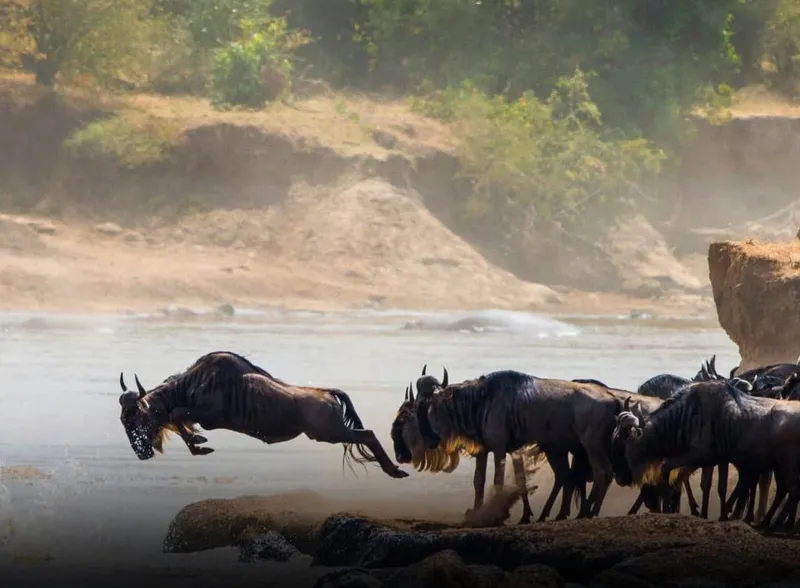 8-Day Mid-Range Bush-to-Beach Safari.