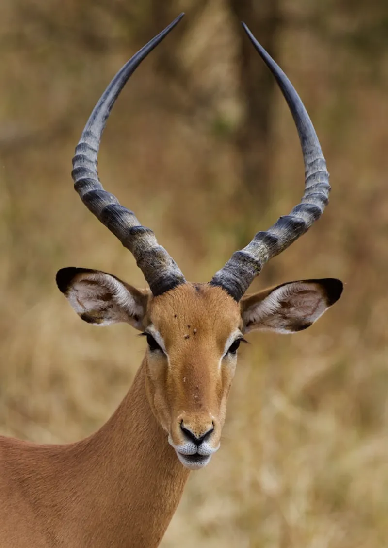 3-Day Serengeti and Ngorongoro Camping Fly-in Safari