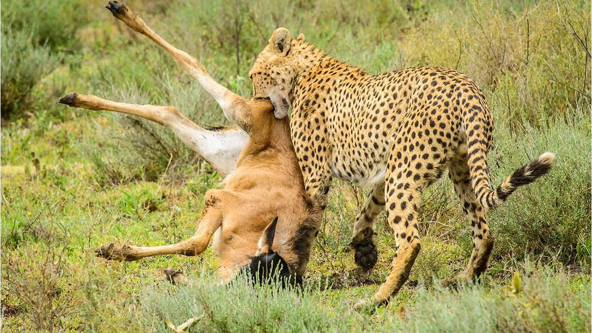 5 Days (Lake Manyara | Serengeti | Ngorongoro )