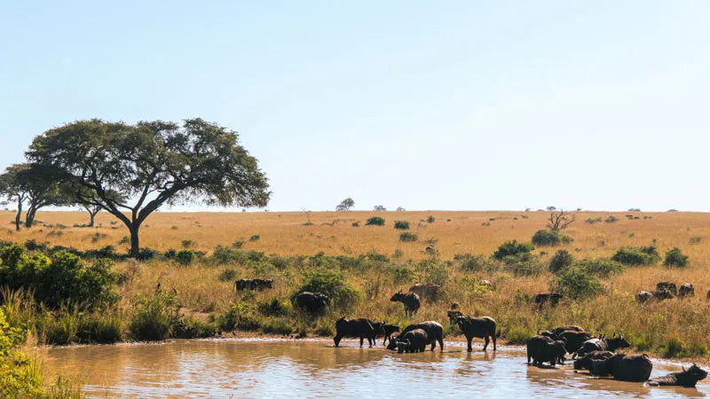 4-Days Murchison Falls Wildlife Safari