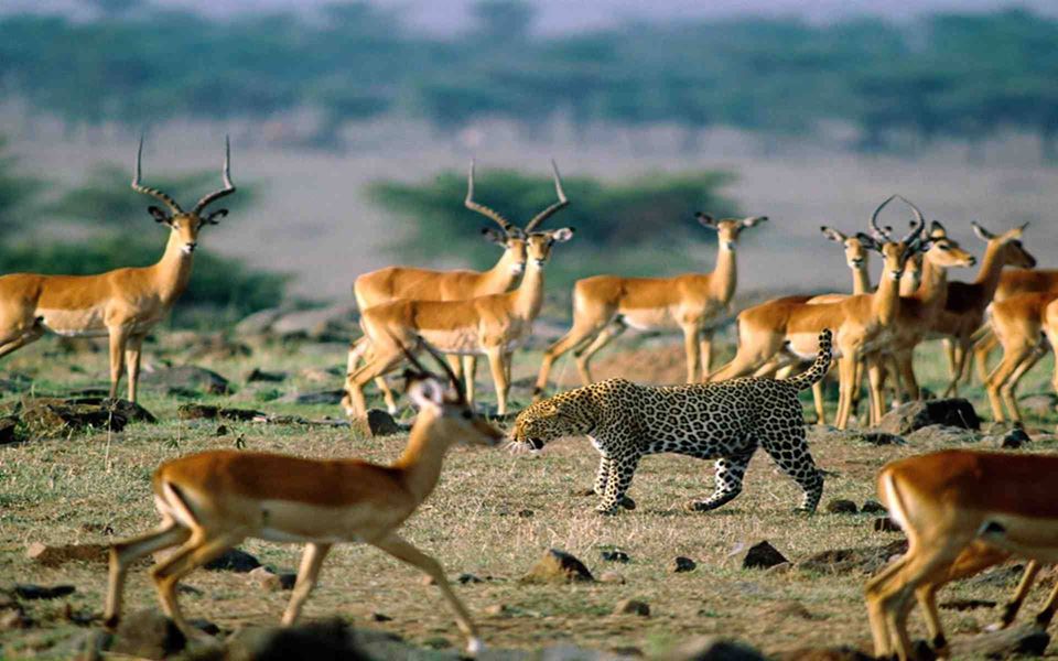 12 Days Tanzania Unforgettable Safari