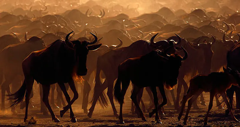 4 Days-Wonder of the Calving Season Migration Tarangire, Serengeti, Ngorongoro and Ndutu Region (January - March)