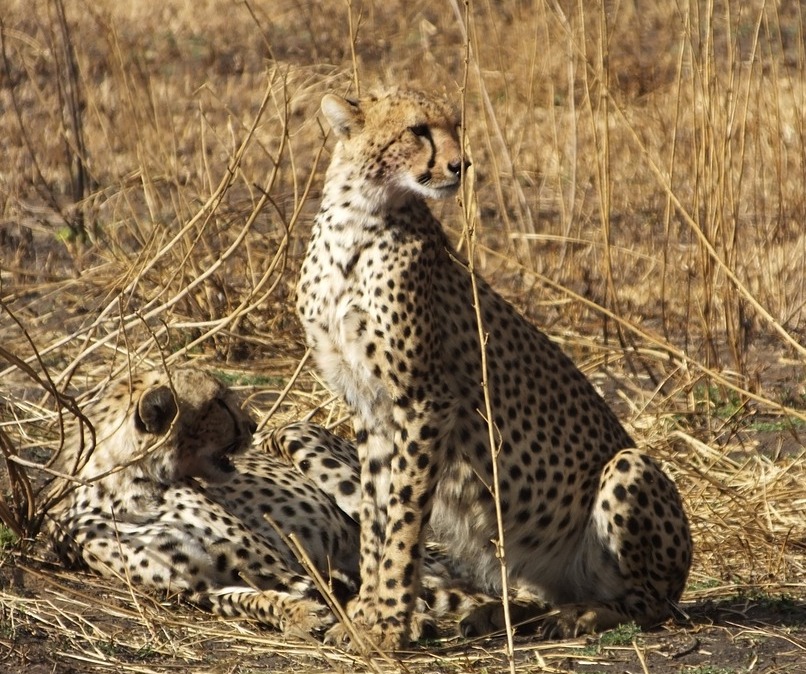 5-Day Group Tour Manyara Serengeti Ngorongoro Tarangire