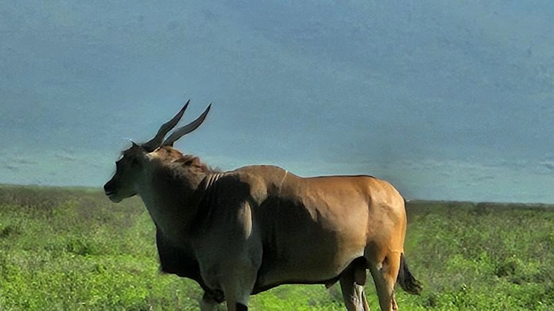 6 Day Serena Luxury Tanzania Safari