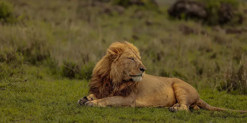 3-Day Best of Nyerere National Park