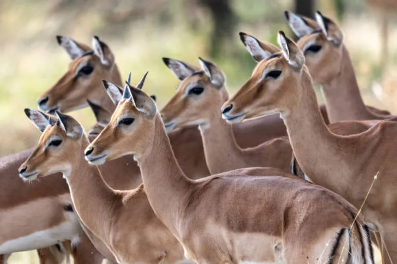 Southern Tanzania Hidden Gems – 5 Days Safari